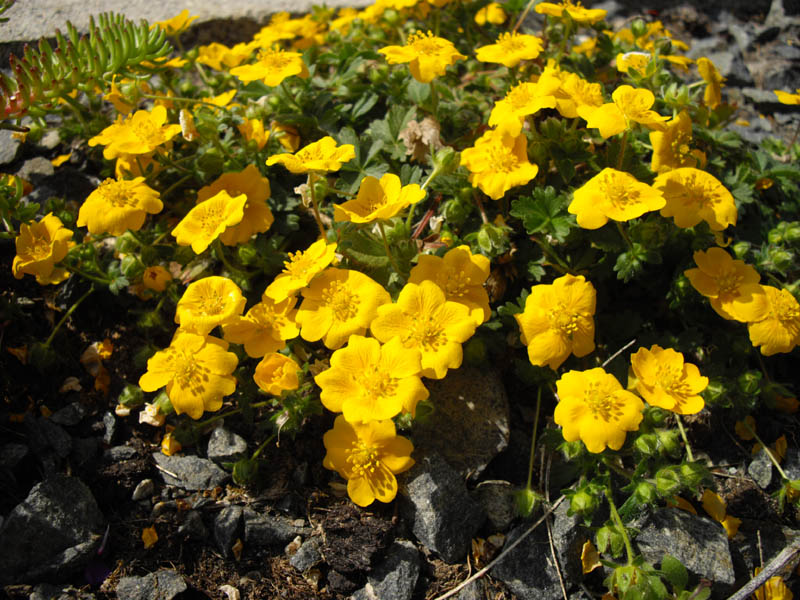 Potentilla aurea photo